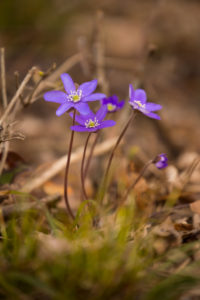 Anemone hepatica (common hepatica, liverwort, kidneywort, pennywort) Flowers, Spring, Forest, Finland Anemone hepatica (common hepatica, liverwort, kidneywort, pennywort) Flowers, Spring, Forest, Finland